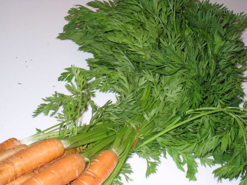 Carrot greens recipes